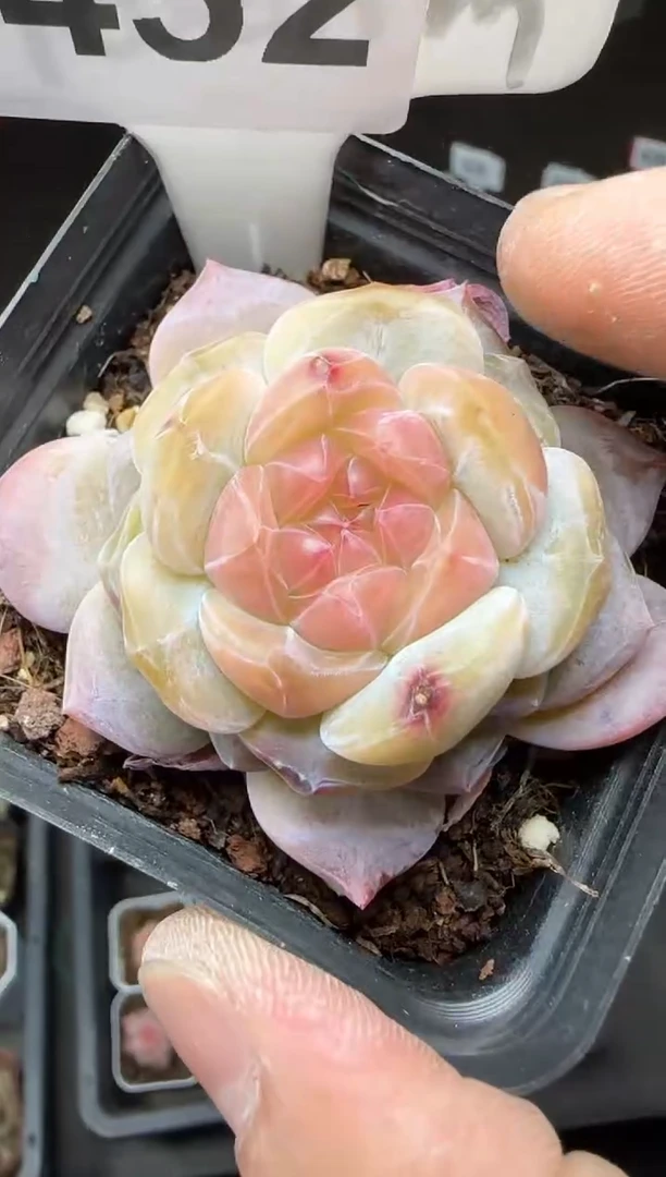 【闪购商品】一物一拍0222—452