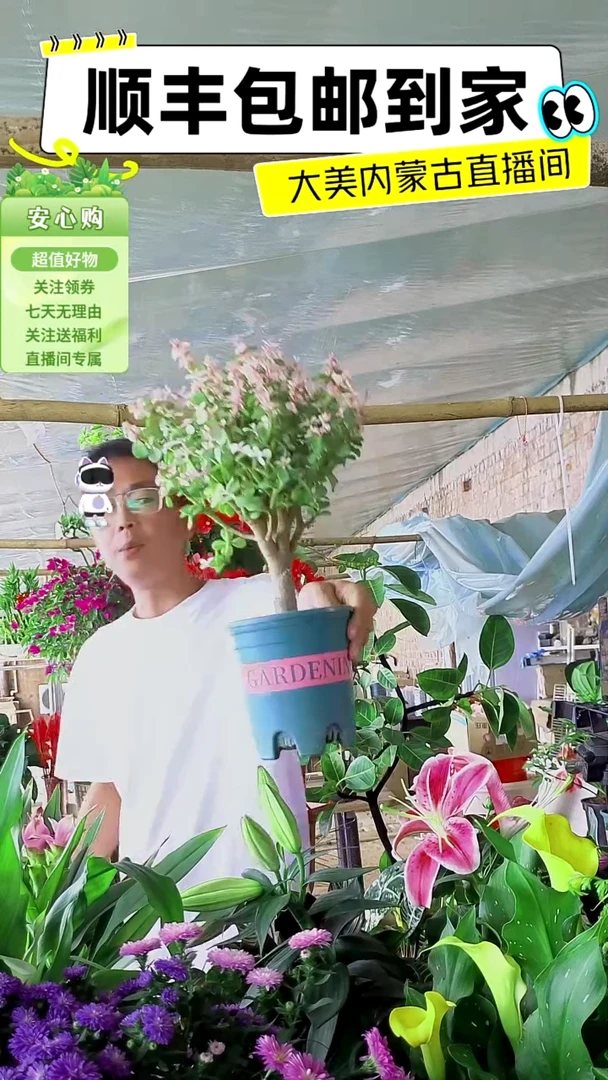 完全开放大颗金枝玉叶