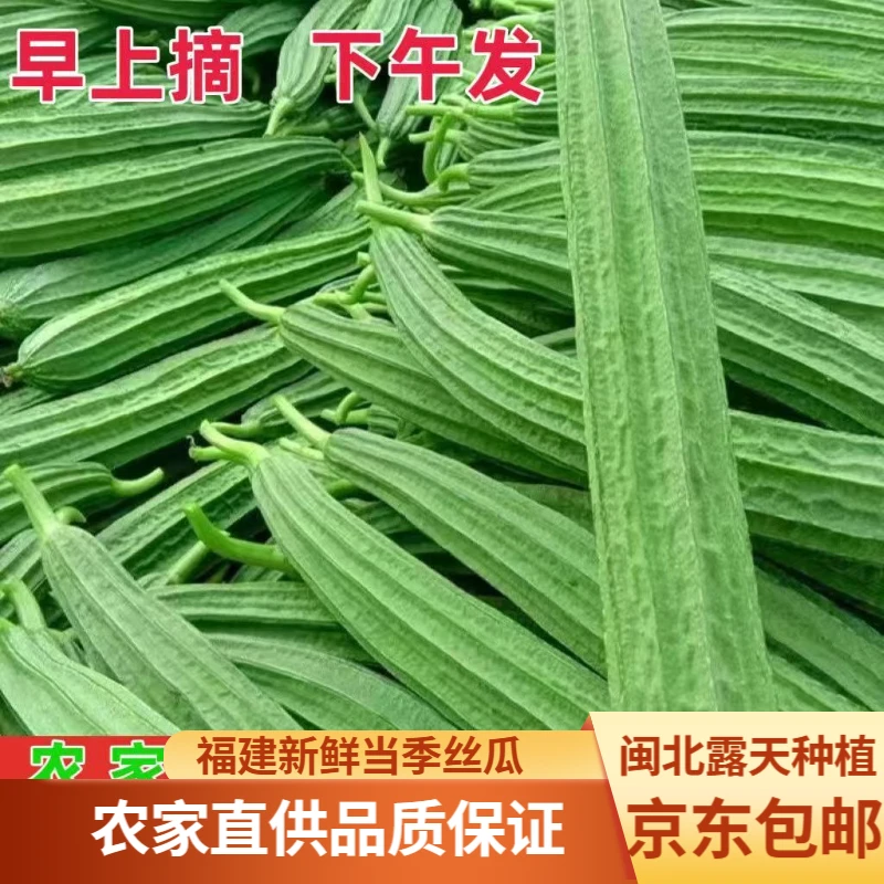 专属福建闽北3斤棱角丝瓜八角瓜白玉大肉当农家鲜时令蔬菜