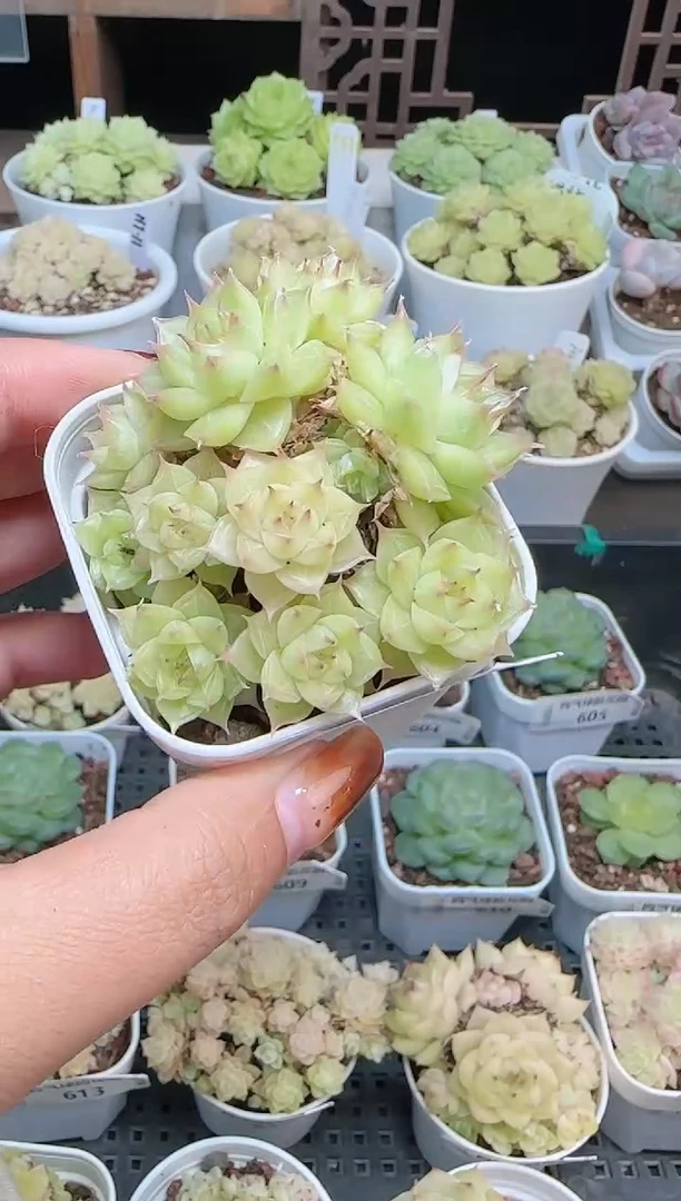 1105-621麦秆群不包整