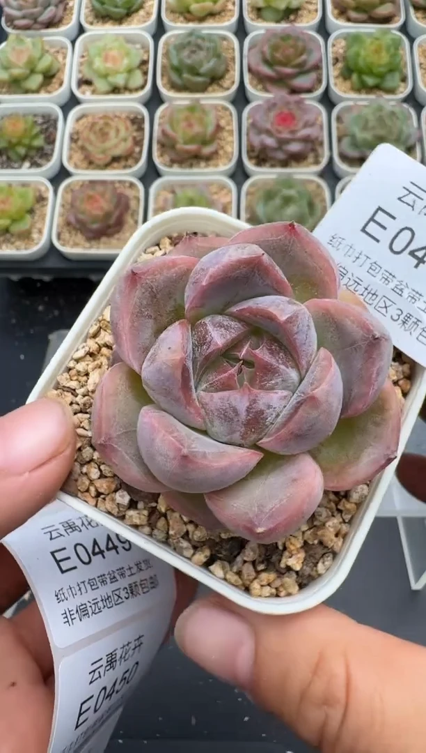 447E云禹多肉植物 带盆土纸巾打包 3颗包邮