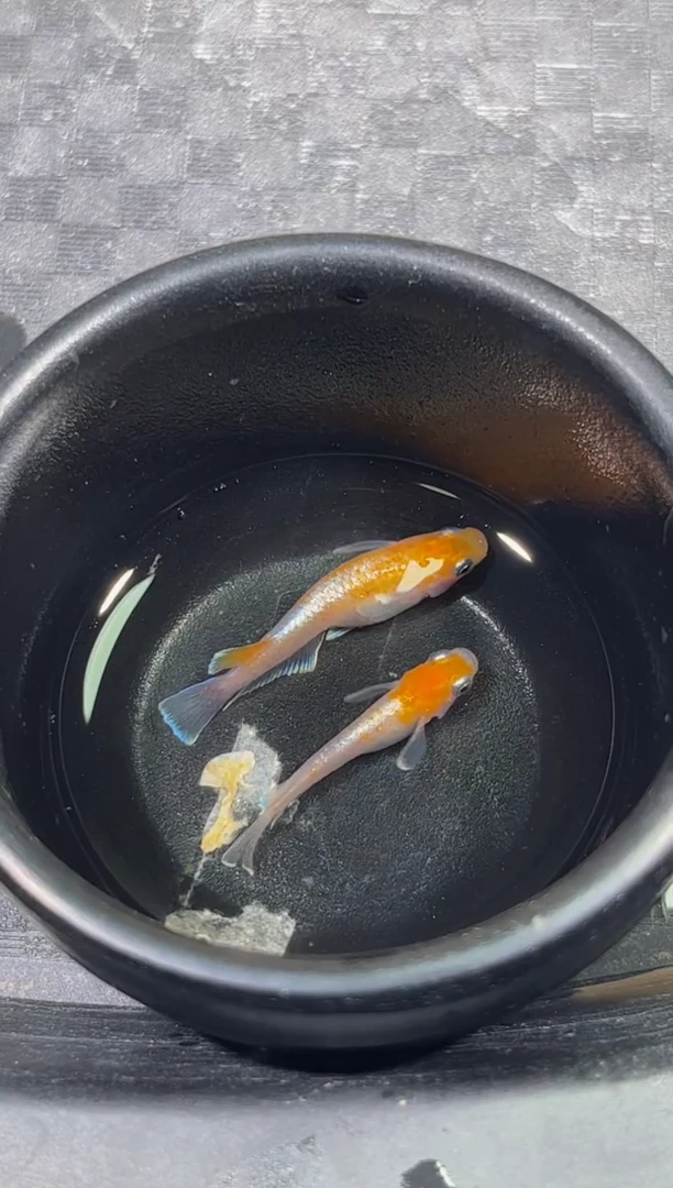 青鳉鱼观背青鳉6