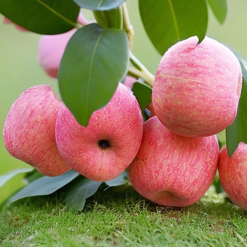 正宗陕北山地红富士苹果，清甜脆口