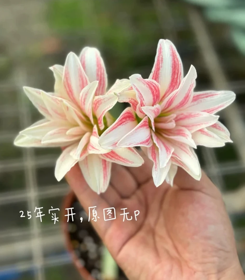 朱顶红-云裳3cm近开花球，只包对版，不包后期养护