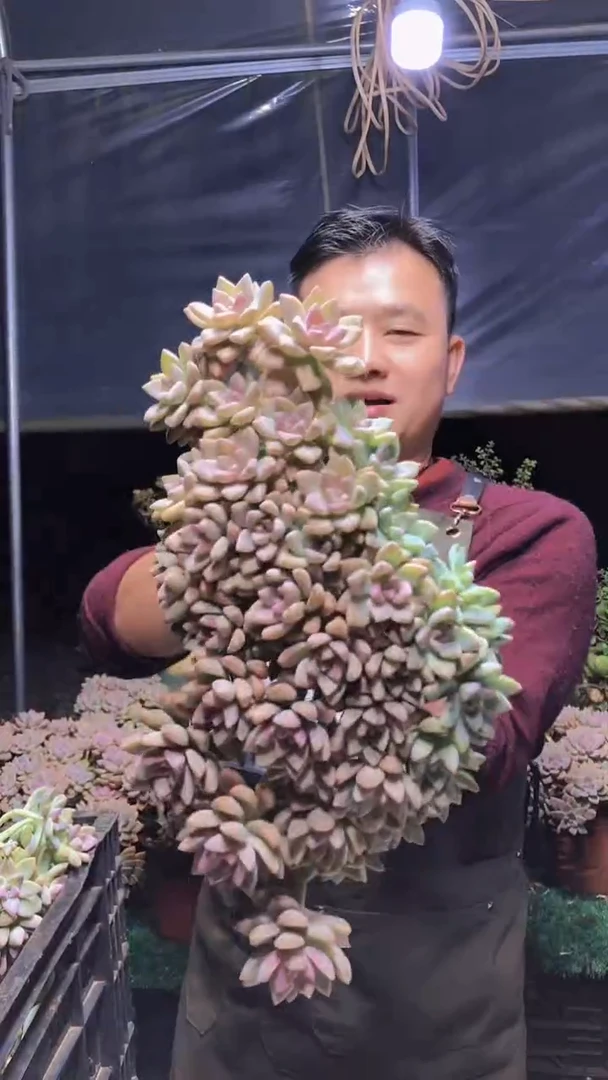 124淡雪缀化一物一拍