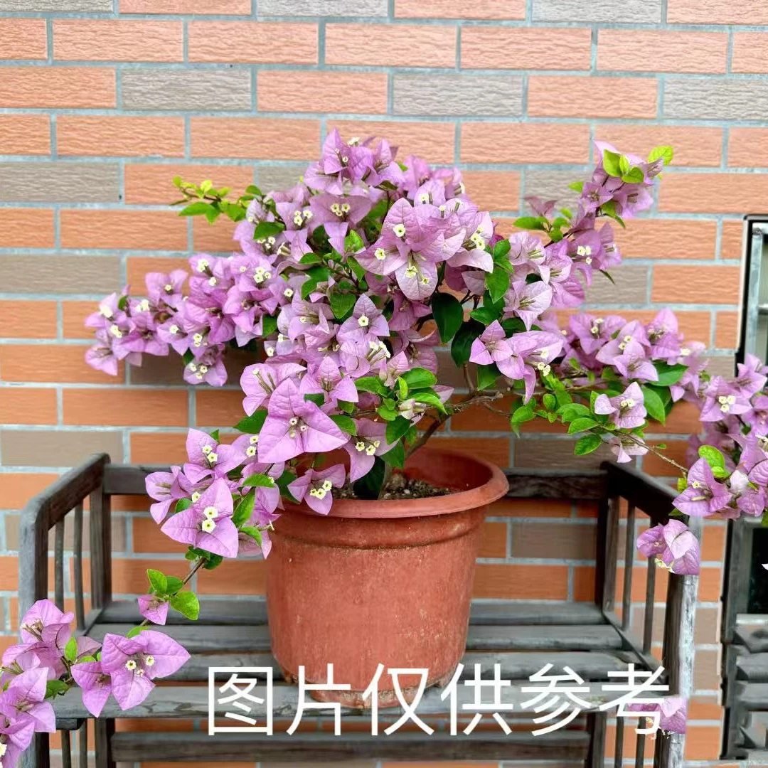 【赛弗里】三角梅勤花品种