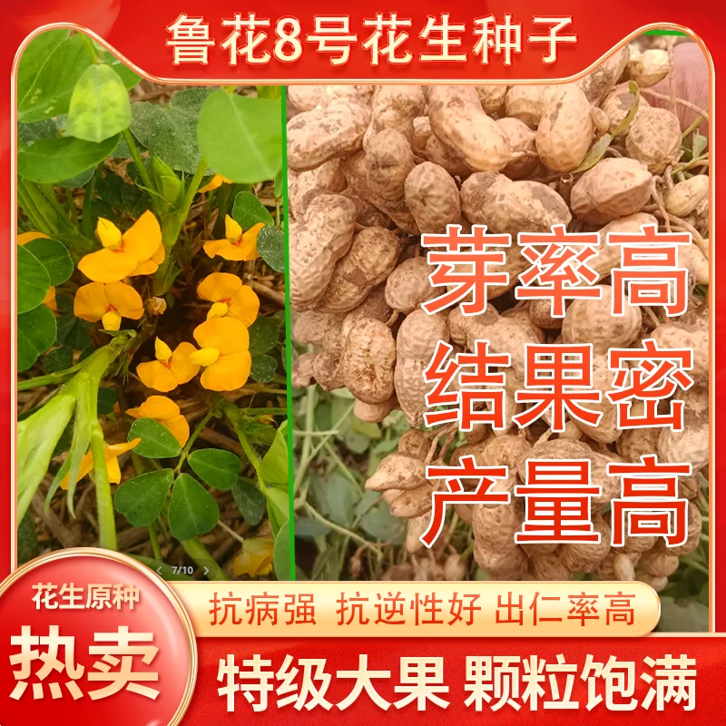 【5斤装】薄皮新高产大花生 多出油 高油酸 批发（花生鲁花8号）种子