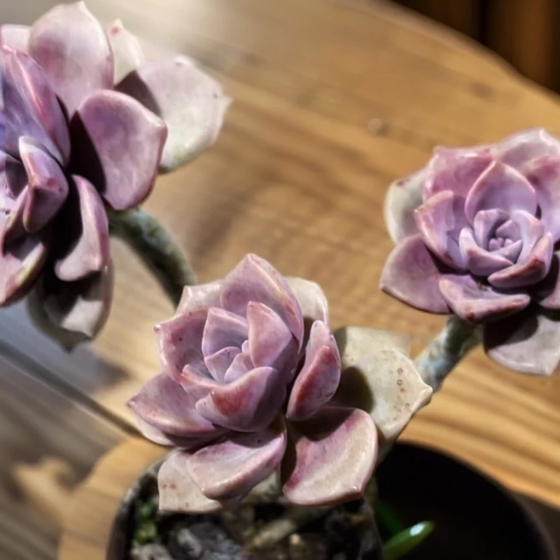 (任意2单或满9.99包邮)小紫乐单头脱土  新手好养 以直播展示为准