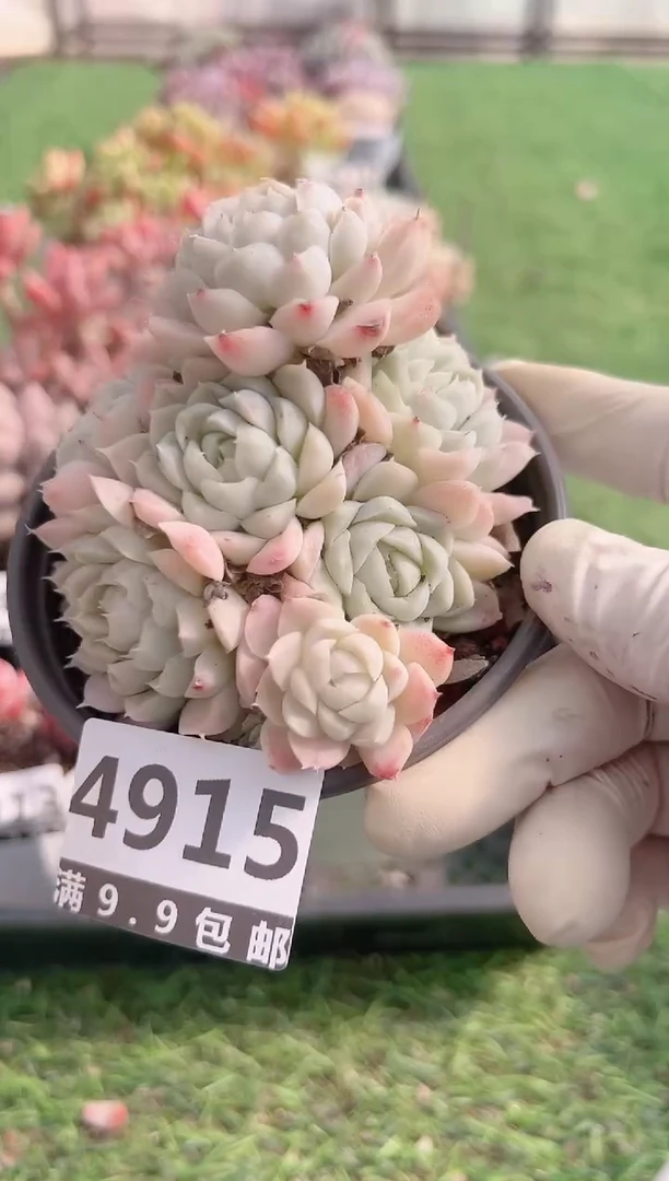 【闪购商品】信福多肉一物一拍