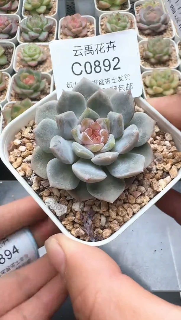 892C云禹多肉植物 带盆土纸巾打包 3颗包邮
