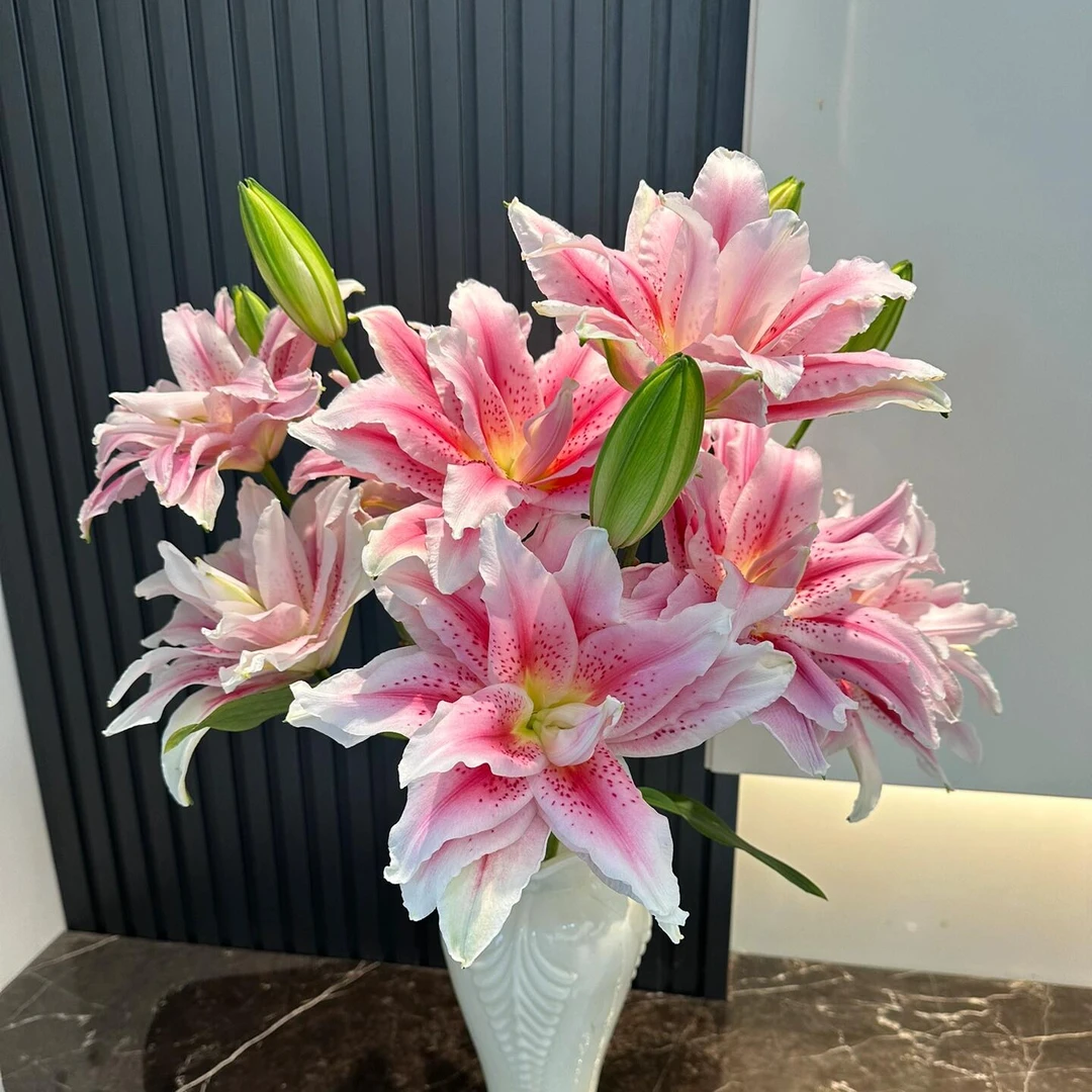 【登善云端】太平盛世重瓣百合花云南水培云南昆明鲜花直发家居鲜花