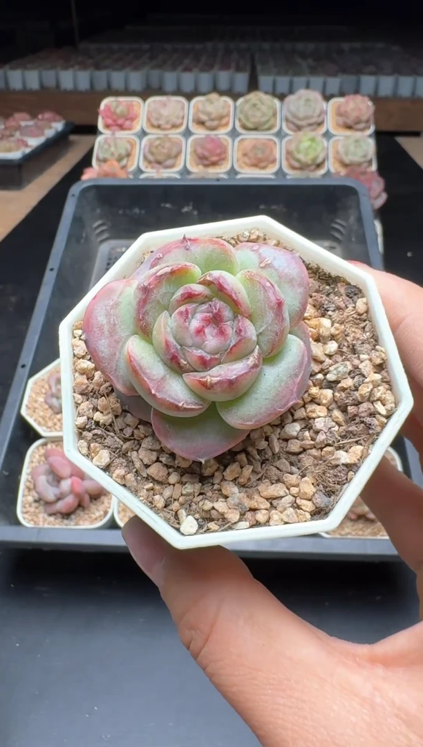 【闪购商品】801号一物一拍珍妮多肉花卉植物3颗起发