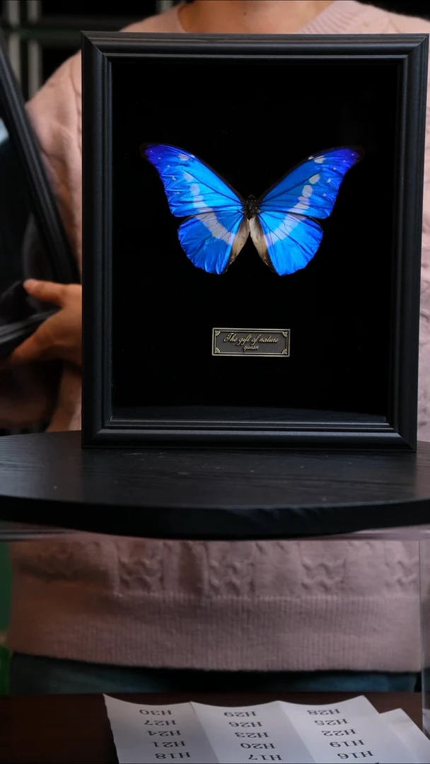 光明女神闪蝶标本