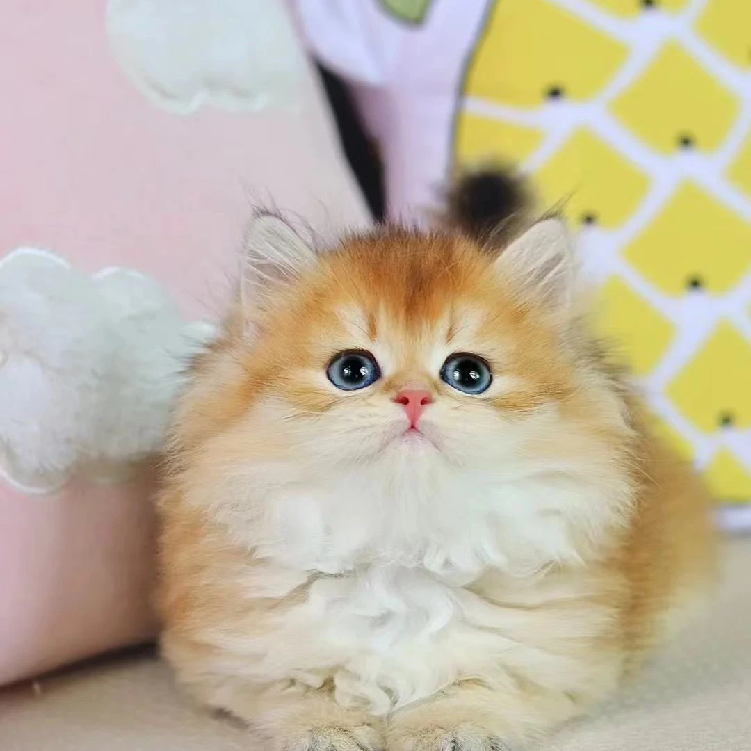 长毛金渐层超级可爱小猫
