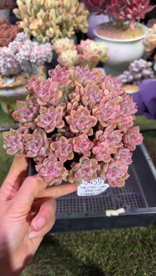 【闪购商品】04591