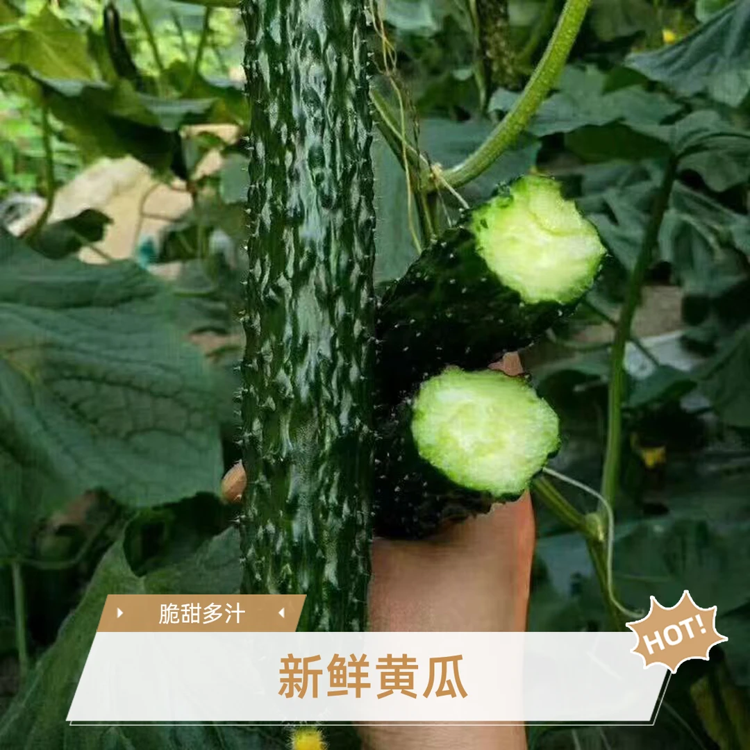 （顺丰包邮）水果黄瓜新鲜现摘黄瓜清甜脆嫩多汁农家自种水果黄瓜