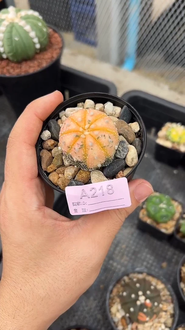 从****x实生根星兜一颗编码A218