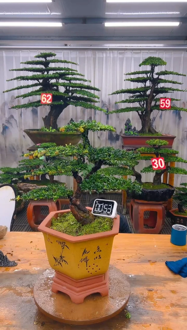 无花朵精品盆景直播间一物一拍
