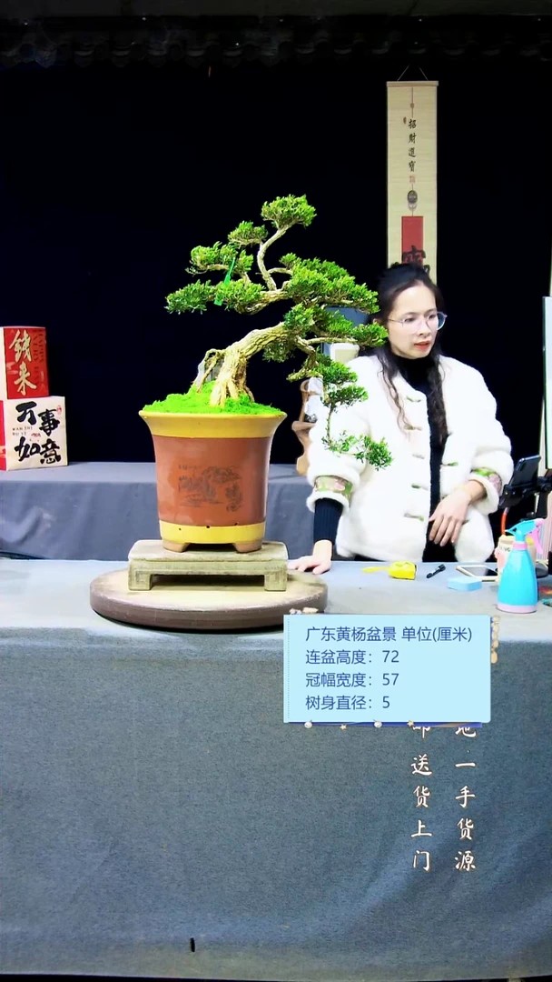 【闪购商品】雀舌黄杨盆景雀舌黄杨盆景