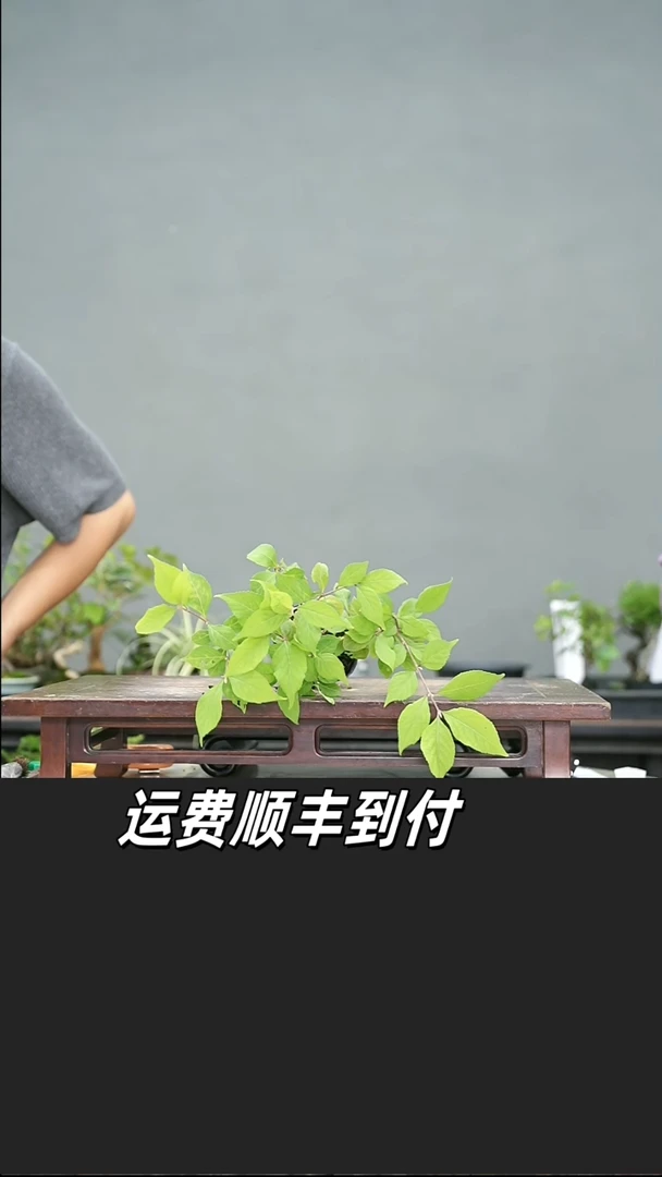 四**春117