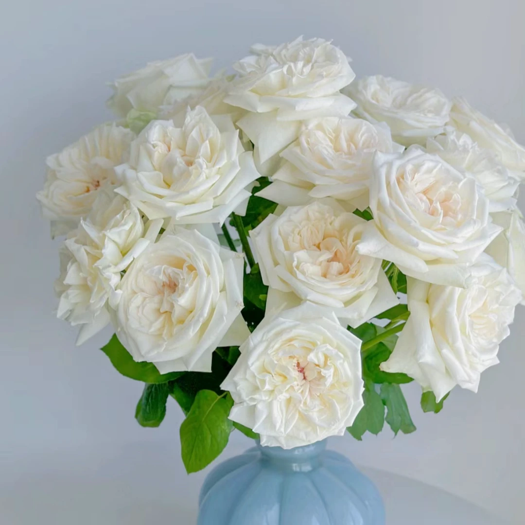 【云舍花卉】【白荔枝】单头玫瑰  全场鲜花任意满两单及以上包邮发货