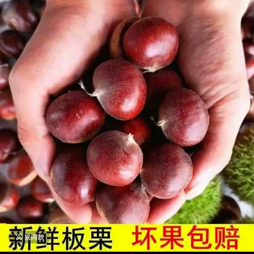 【买三斤送两斤】现摘现发老品种板栗香糯可口送栗爪