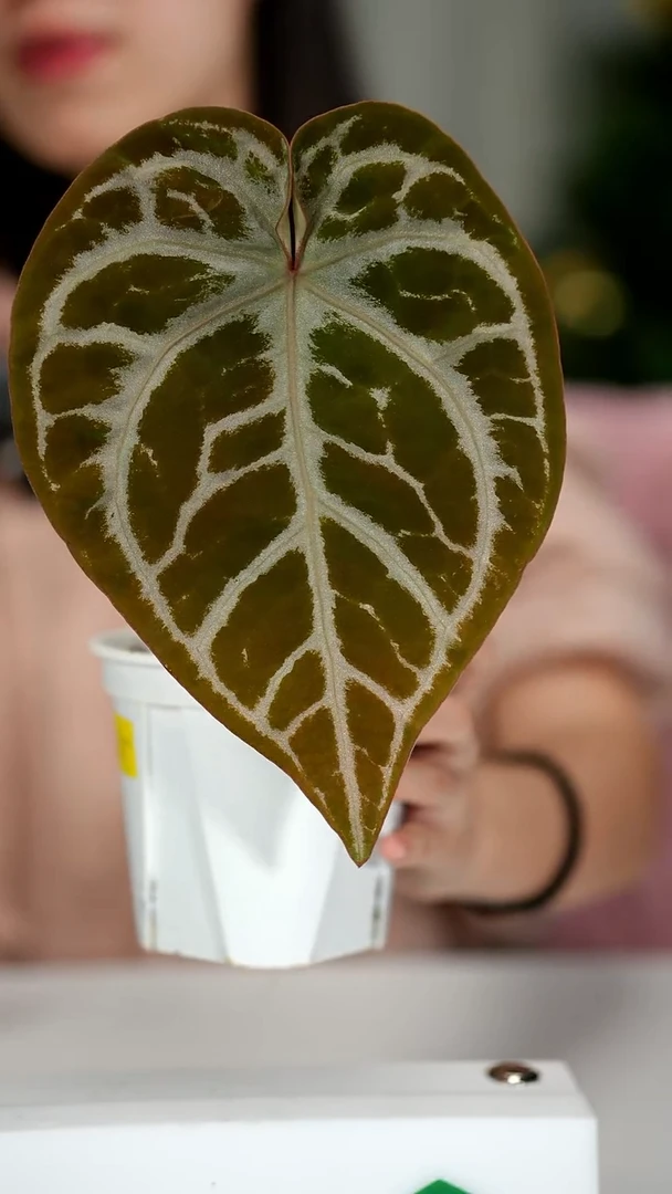 完全开放奇妙森林SKG银红