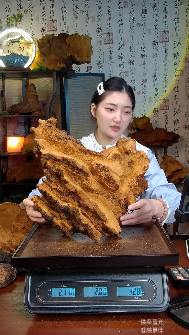 松针层孔菌中国大陆【藏区】松树桑黄（4.26斤）60-70年份