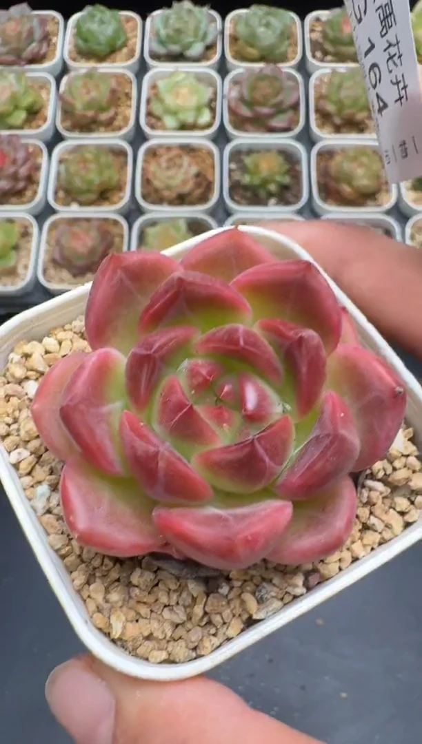 164G云禹多肉植物 脱土纸巾打包 3颗包邮