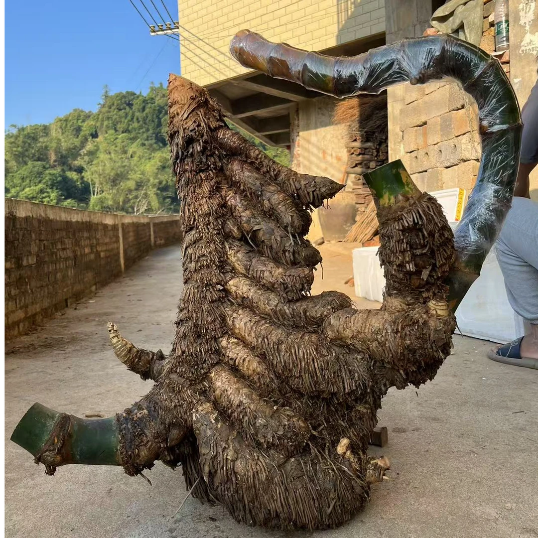 (补差价专用链接）广西小叶簕竹四季常青室内盆景