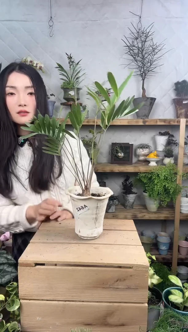 无花朵642泽米铁加喷一套