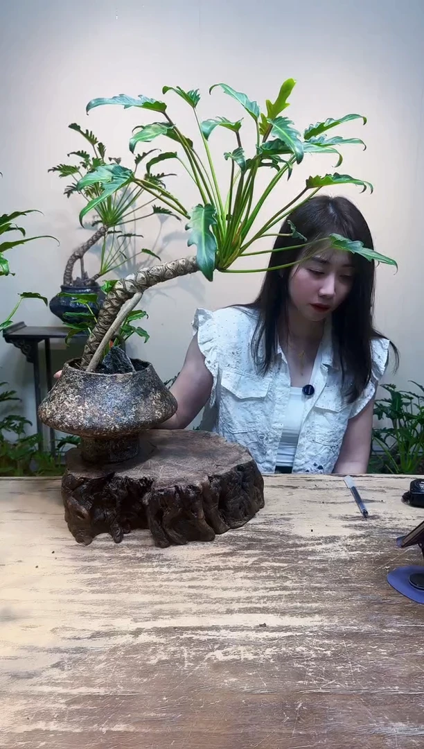 无花朵万****?优惠价优惠价308