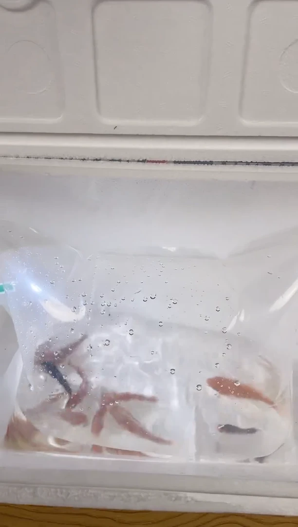 锦鲤日本回流血统锦鲤