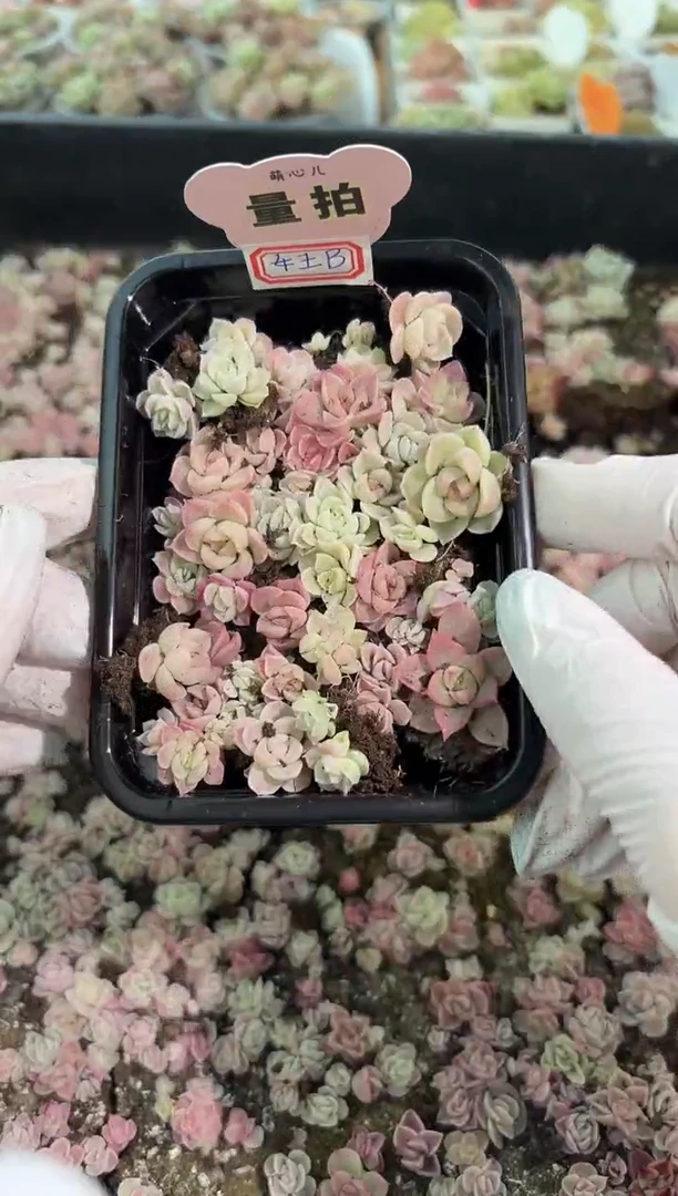 女王B 切糕1盒 量拍多肉植物