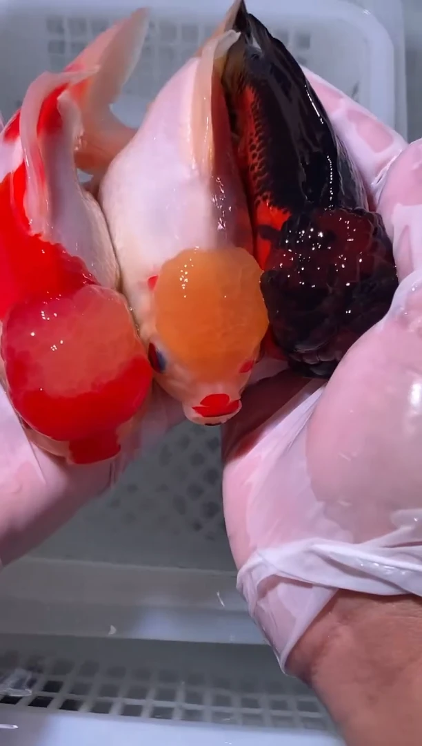 金鱼无开箱视频不售后金鱼冷水鱼3条