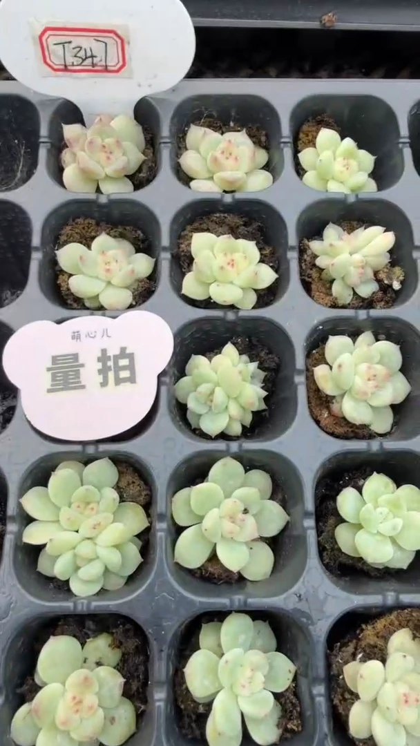 T347 量拍混发 9块9包邮