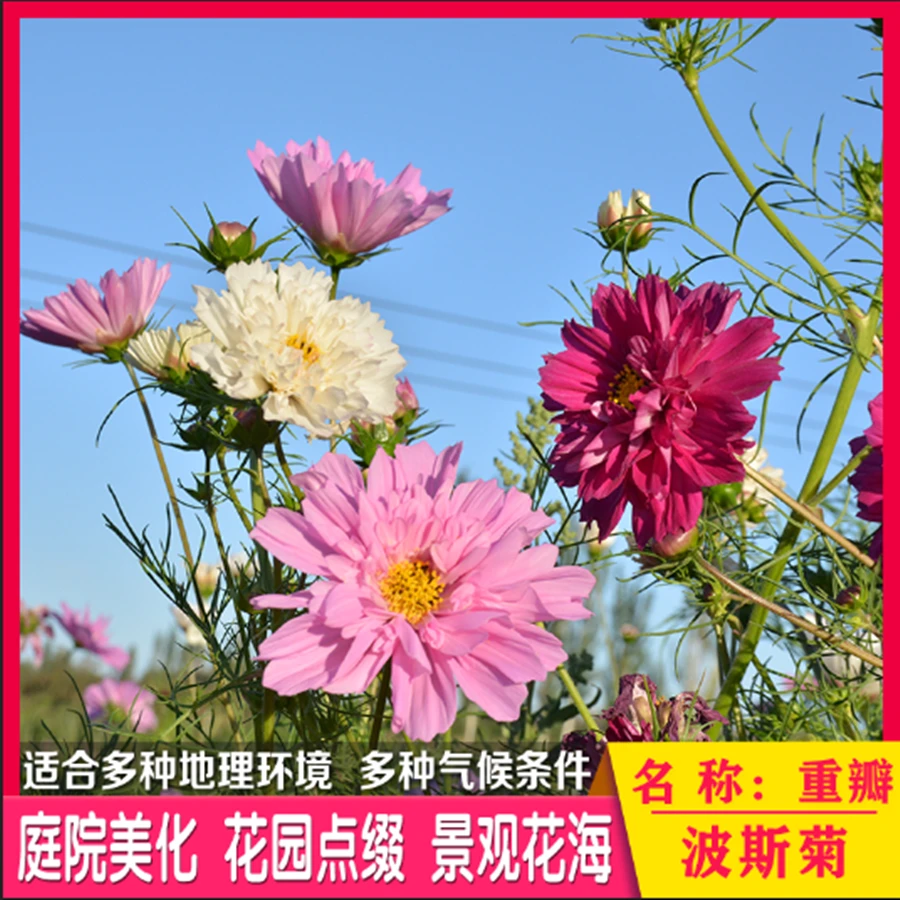 波斯菊花种子格桑花种籽子七彩四季开花易活花籽庭波斯菊