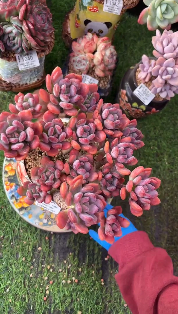 昆明印象多肉1095