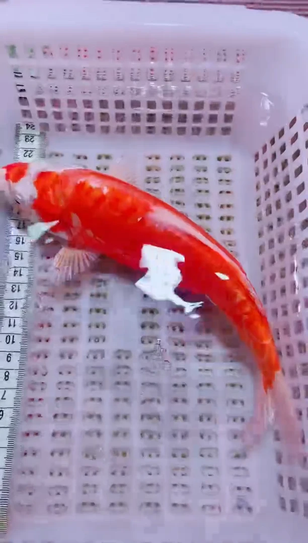 锦鲤血统锦鲤全场包邮52