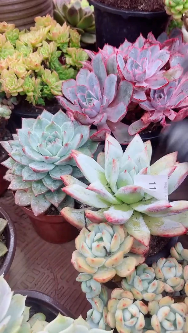 K**i多肉植物一物一拍11092