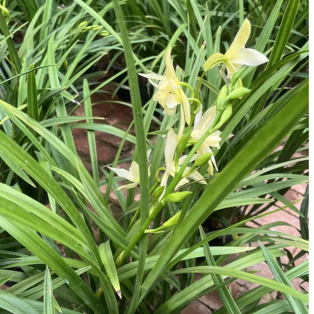 杂交兰【月光仙子】带花苞清香型室内阳台绿植盆栽常年室内正宗兰花