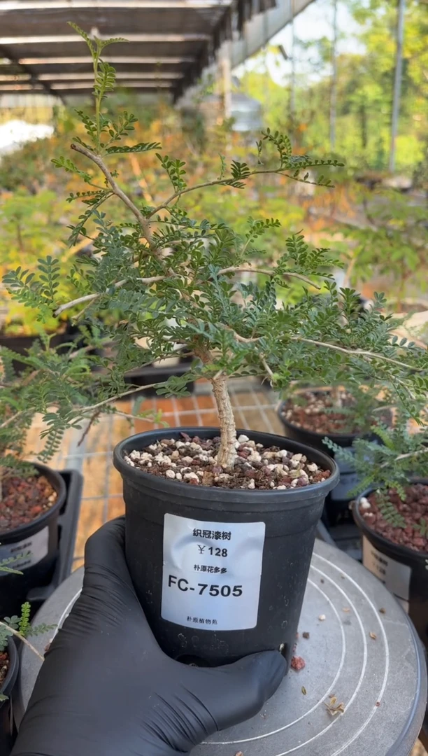 织冠漆树FC-7505