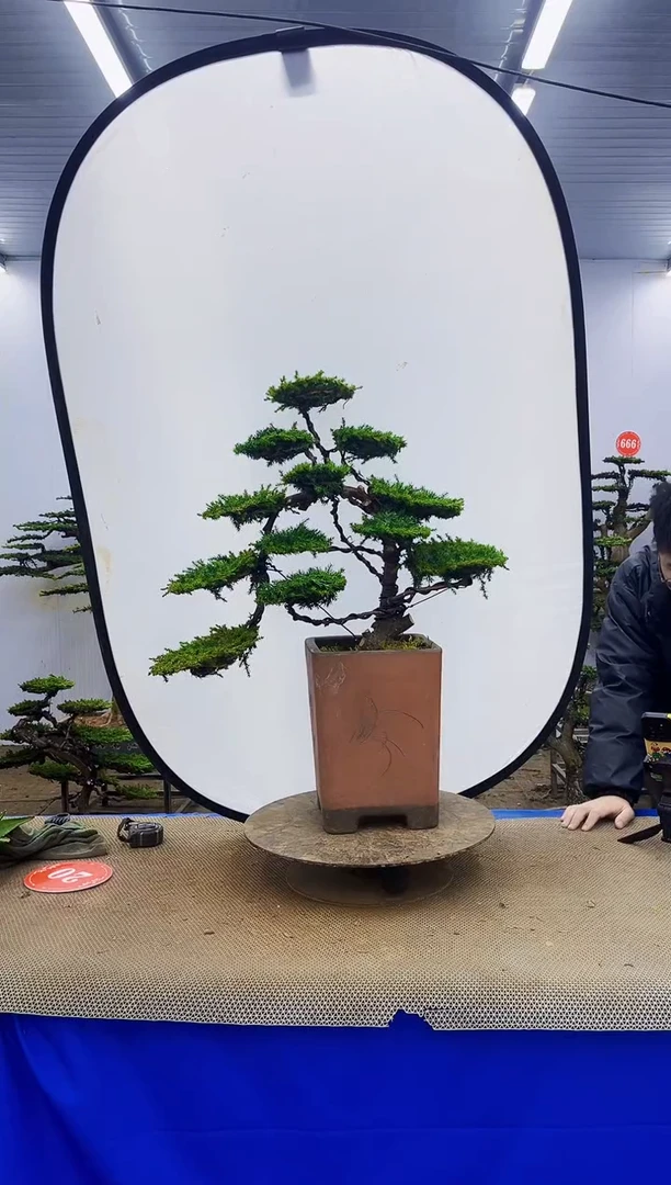 无花朵一物一拍，所见即所得