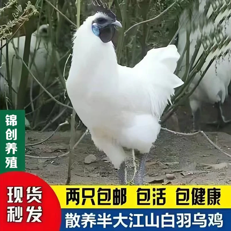 宠物鸡  蓝耳江山白毛乌骨鸡活体包邮