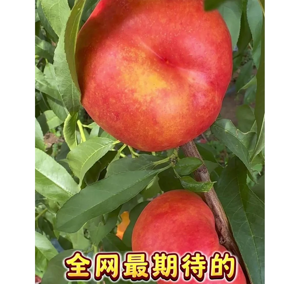 天外之星油蟠桃苗1级苗