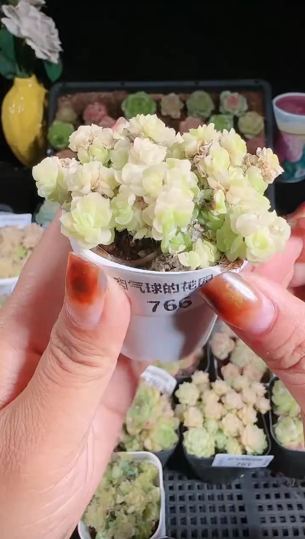 1120-766群生不包整