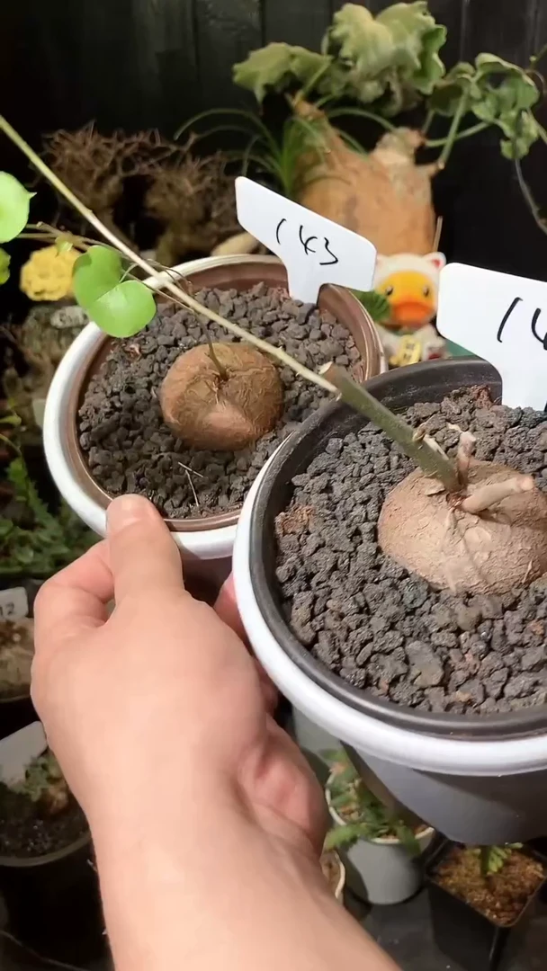 143号1007南非龟甲龙福利特价组合