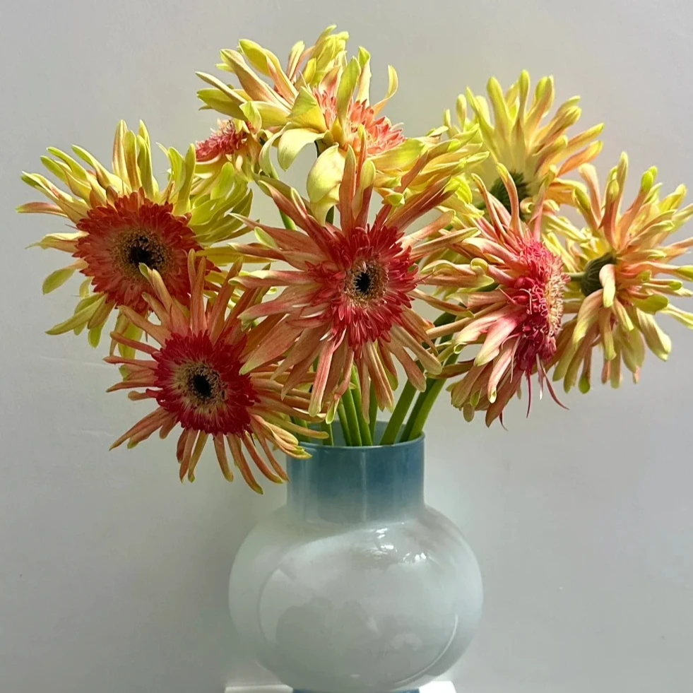 【花汀私享】10支双色蛋卷-非洲菊