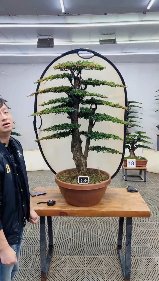 无花朵造型盆景一物一拍