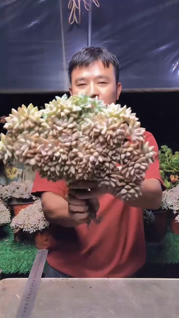 250淡雪缀化一物一拍
